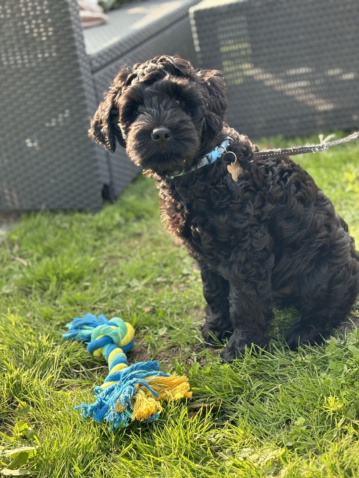 Appa als volwassen zwarte Labradoodle reu