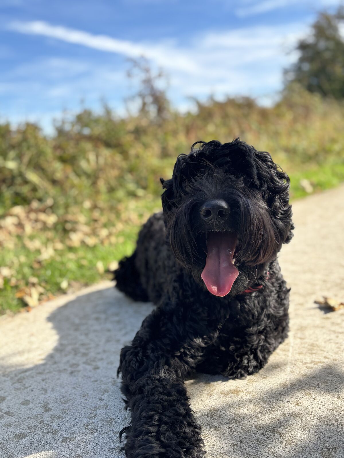 Appa spelend buiten in het gras