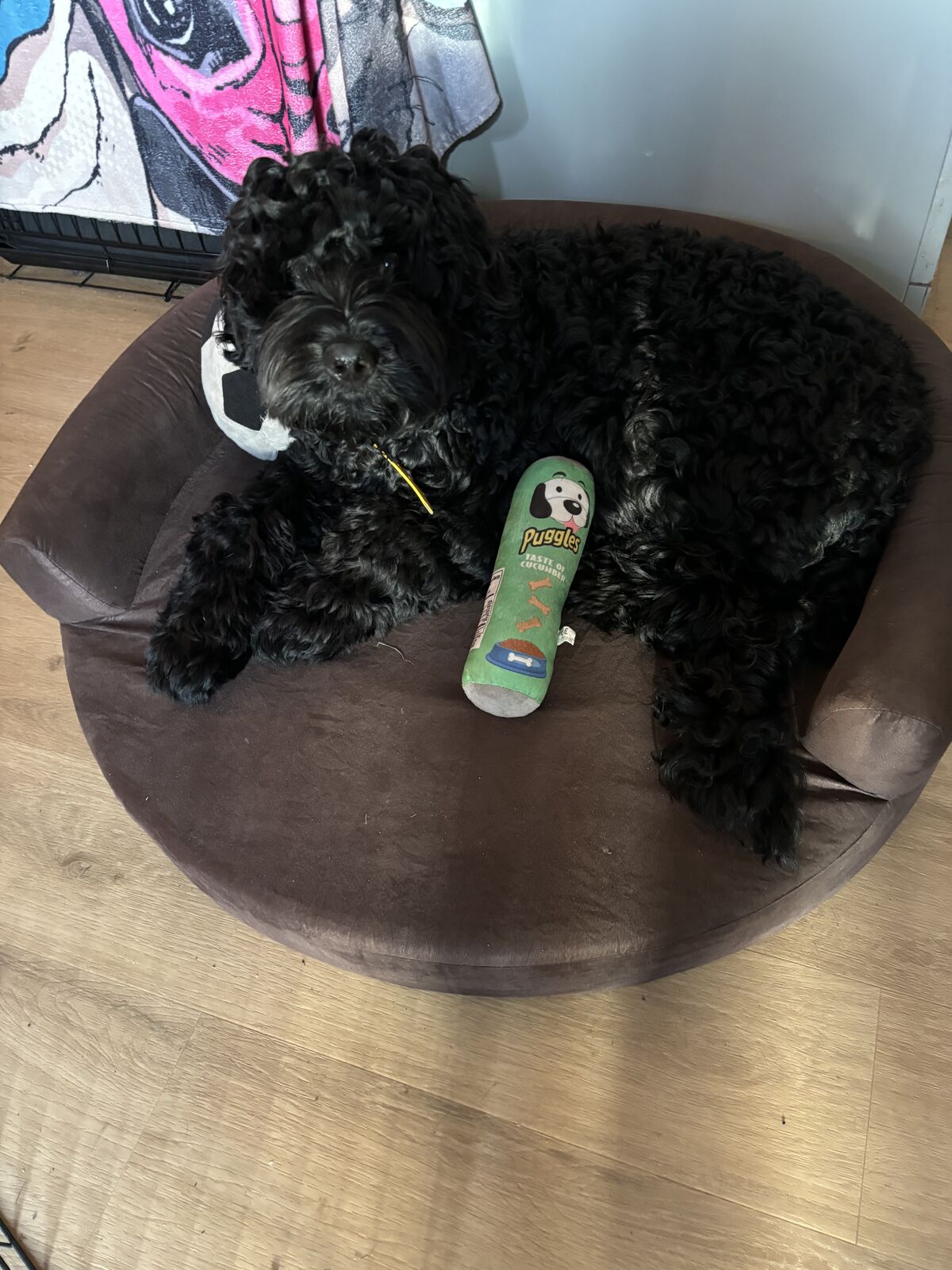 Appa van dichtbij met zijn mooie curly vacht