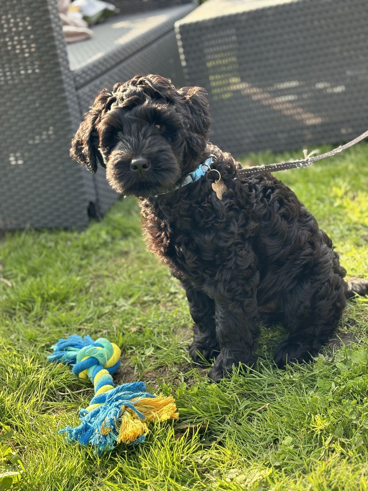 Appa tijdens een wandeling in het park