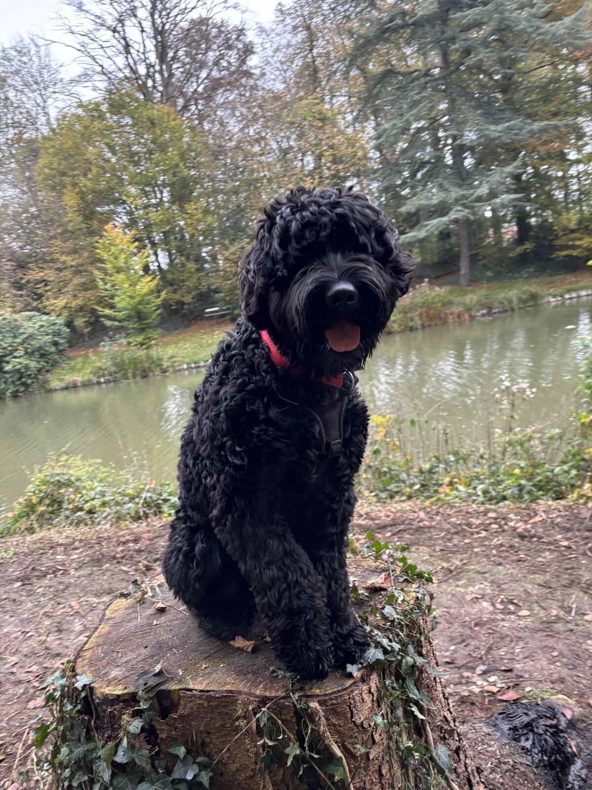 Appa de zwarte Australische Labradoodle reu met curly fleece vacht