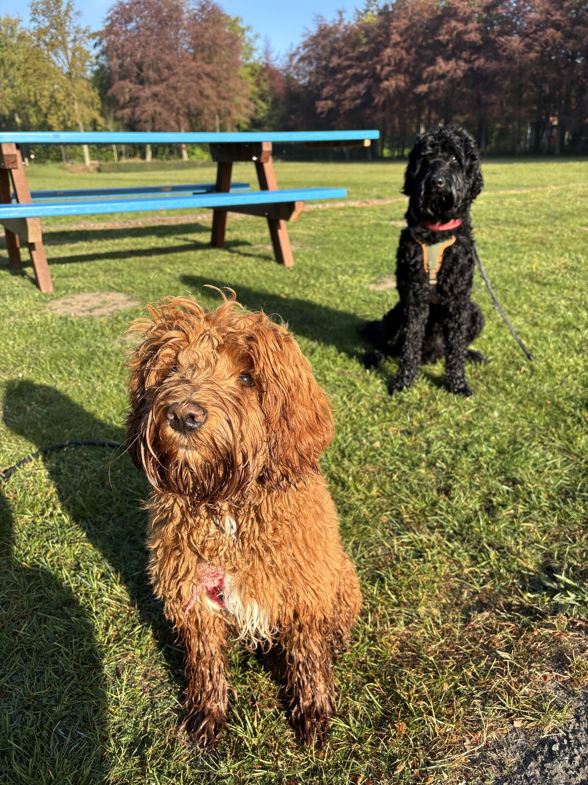 Momo en Appa bij de blauwe picknicktafel op een zonnige dag