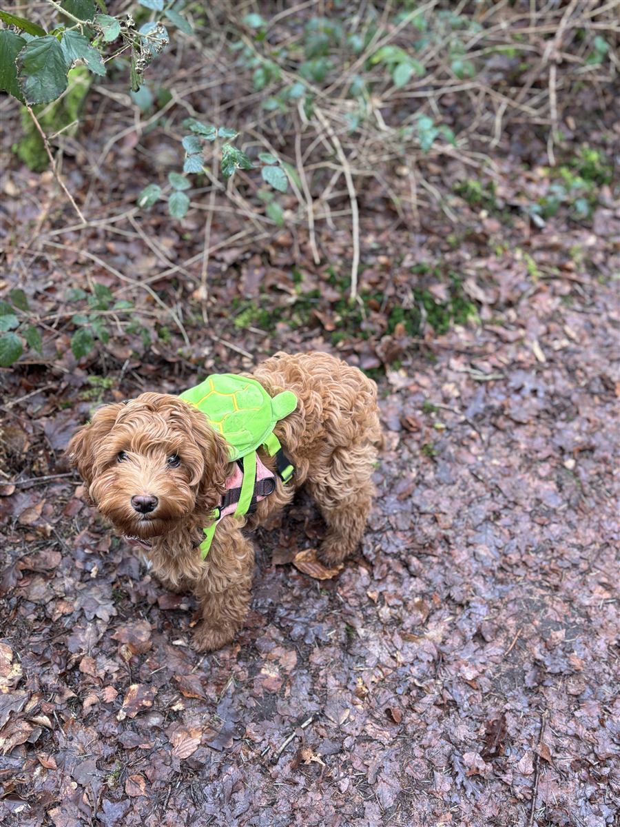 Momo de bruine Australische Labradoodle teef met wavy fleece vacht