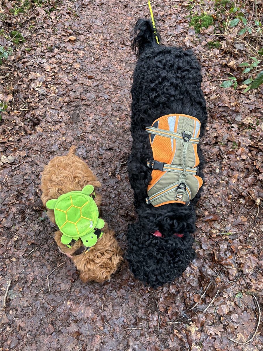 Appa en Momo samen wandelend in het bos