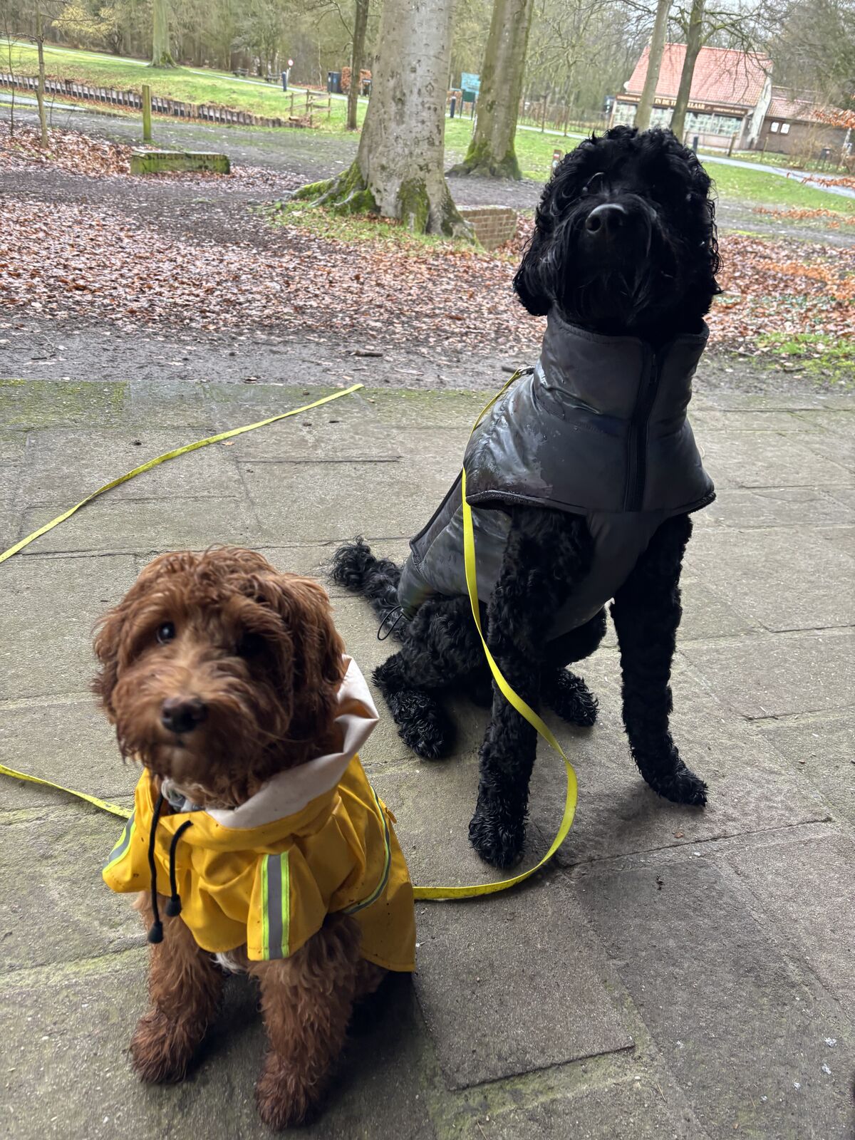 Appa en Momo samen in het park gekleed in winterjas
